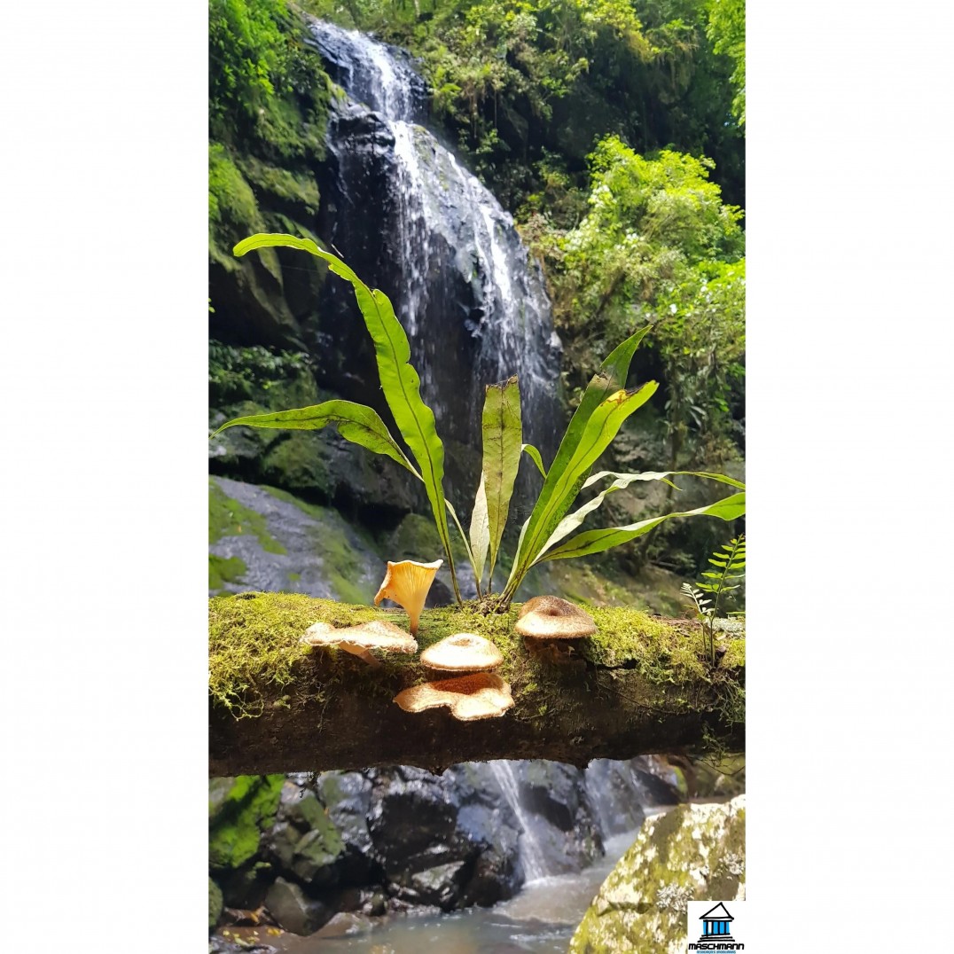 Magnífico Terreno para investimento,  construir resort na Cidade de Canela, RS.